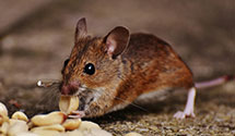 pest-prevention-and-exclusion-services Experts in Bear Creek Township
